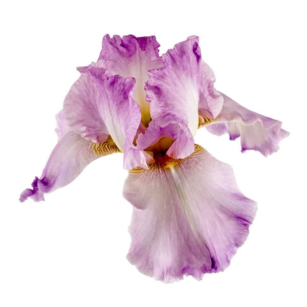 Violette Blume der Iris, isoliert auf weißem Hintergrund — Stockfoto