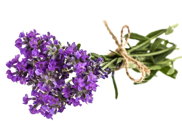 Bouquet of violet wild lavender flowers, tied with bow, isolated — Stock Photo, Image