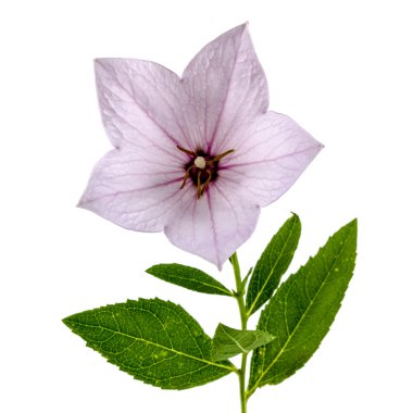 Platycodon (Platycodon grandiflorus) veya bellflowe Pembe çiçek
