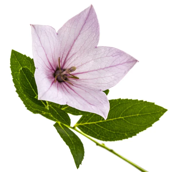 Platycodon (도라지) 또는 bellflowe 핑크 꽃 — 스톡 사진