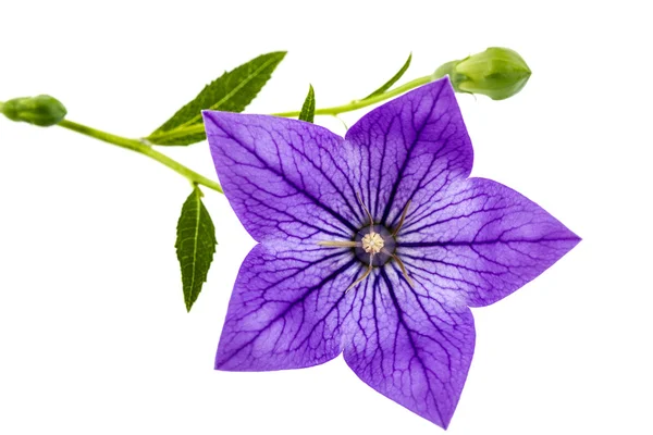 Purple flower of Platycodon (Platycodon grandiflorus) or bellflo — Stock Photo, Image