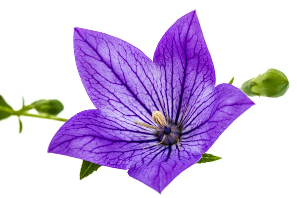 Violette Blüte von Platycodon (Platycodon grandiflorus) oder Glockenblume — Stockfoto