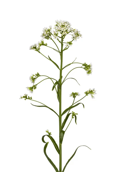 Calabrone da fiore (Armoracia P. Gaertn), isolato su dorso bianco — Foto Stock
