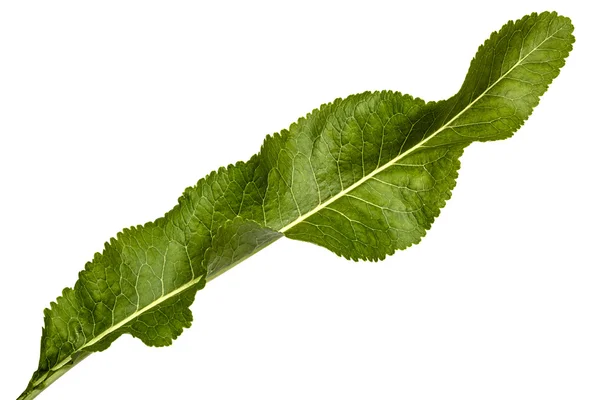 Verse mierikswortel blad (Armoracia P. Gaertn), geïsoleerd op wit — Stockfoto