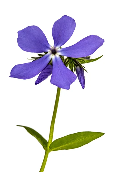 Phlox des fleurs, isolé sur fond blanc — Photo