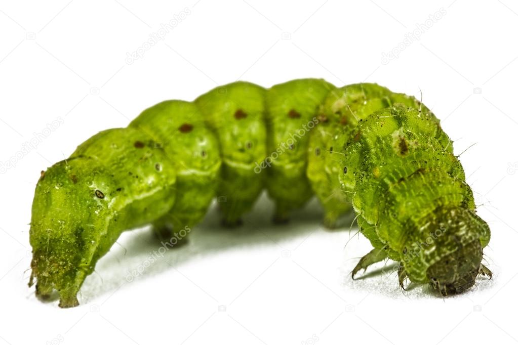 A close up of the green caterpillar, isolated on the white backg