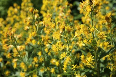 Altın Başak (Solidago multiradiata)