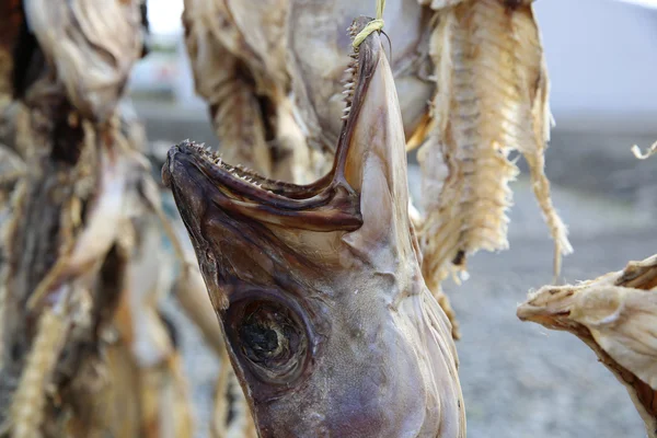 Poisson séché gros plan — Photo