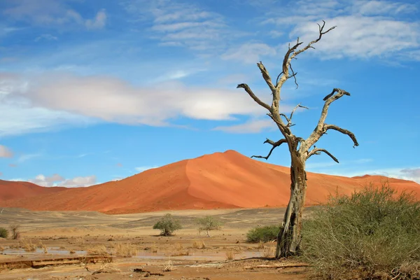 De Namib woestijn — Stockfoto