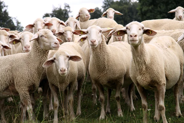 Herd of Sheep — Stock Photo, Image