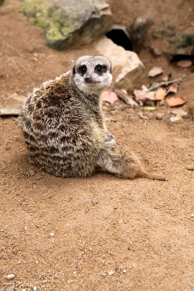Meerkat z Cubs — Zdjęcie stockowe