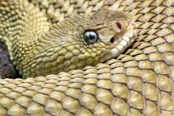 Mexican west-coast rattlesnake — Stock Photo, Image