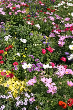 Bahçedeki flowerbed