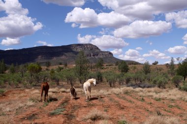 Wild Horses in Australia clipart