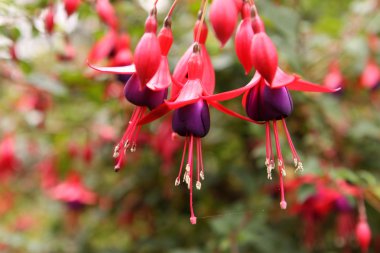 Fuşya çiçek portre