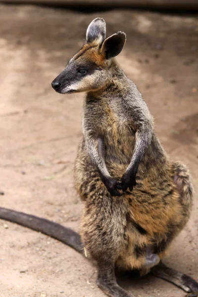 Rocha bonito Wallaby — Fotografia de Stock