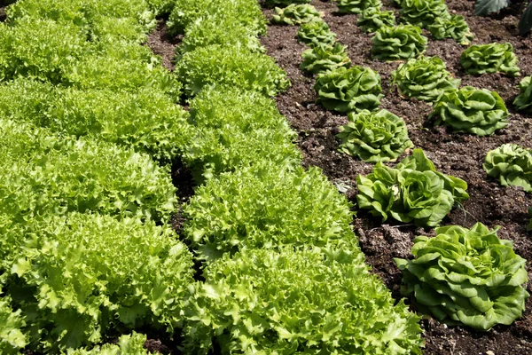 Rows of Lettuce — Stock Photo, Image