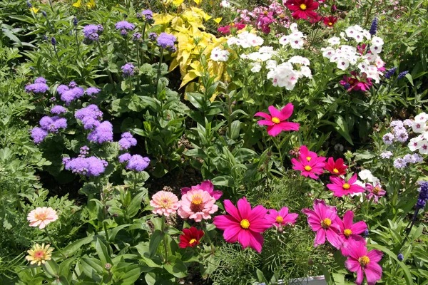 Cama de flores no jardim — Fotografia de Stock