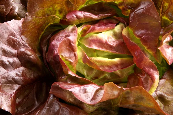 Fresh Butterhead Lettuce — Stock Photo, Image