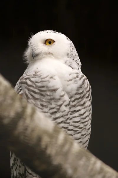 Schnee-Eule Nahaufnahme — Stockfoto