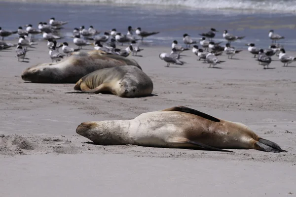 Australian Sea Lion (Neophoca cinerea) — Stock Photo, Image