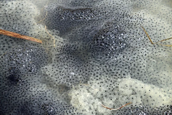 Spawn in Pond — Stock Photo, Image