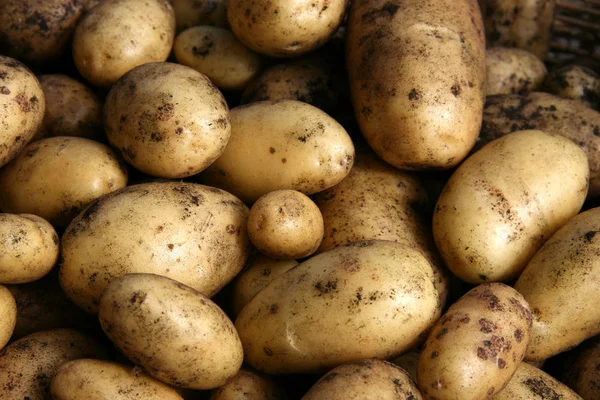 Closeup de batatas frescas — Fotografia de Stock