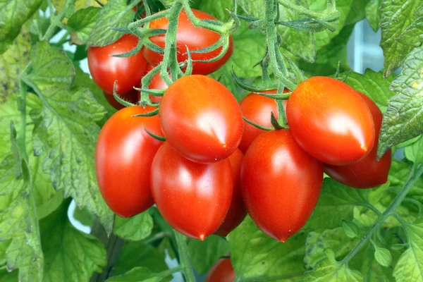 Roma Tomate close-up Imagem De Stock