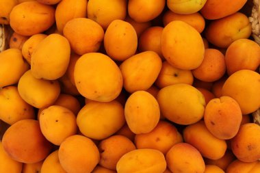 Taze organik kayısı