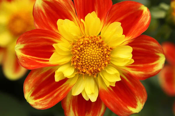 Dahlia Flower closeup — Stock Photo, Image