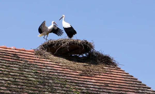 Storks in its Nest — Stock Photo, Image