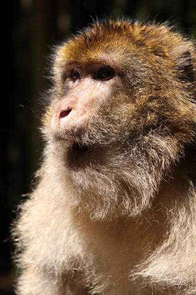 Barbary Macaque Portrait Stock Image