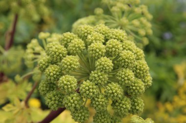 Angelica Officinalis portre