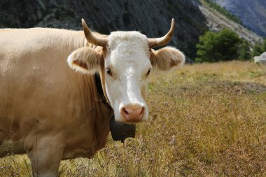 sığır çayır üzerinde