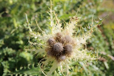 Spiniest Thistle. İsviçre