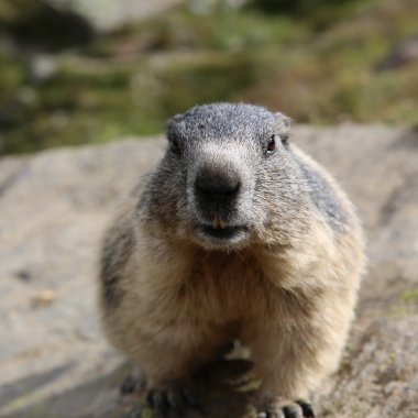 Alp dağ sıçanı (Marmota marmota)