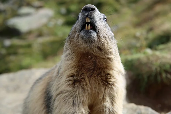 Fjällmurmeldjur (Marmota marmota) — Stockfoto