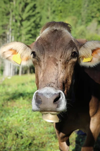Rinder auf der Weide — Stockfoto