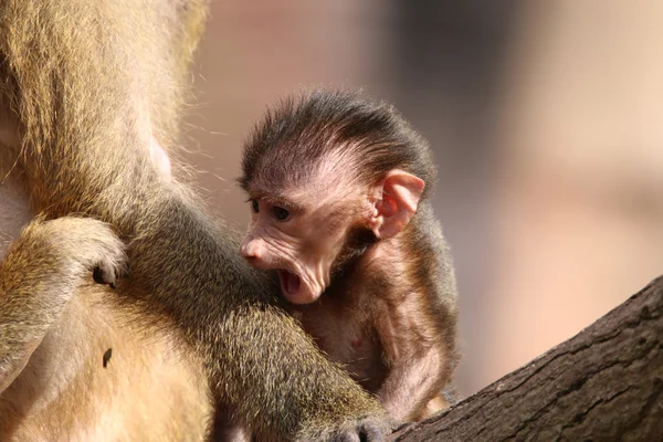 Guinee baviaan Baby — Stockfoto