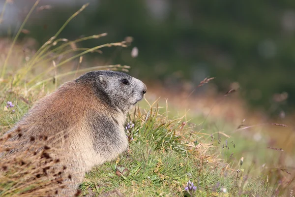 Fjällmurmeldjur (Marmota marmota) — Stockfoto