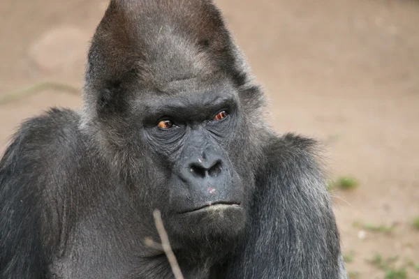 Westlicher Flachlandgorilla — Stockfoto