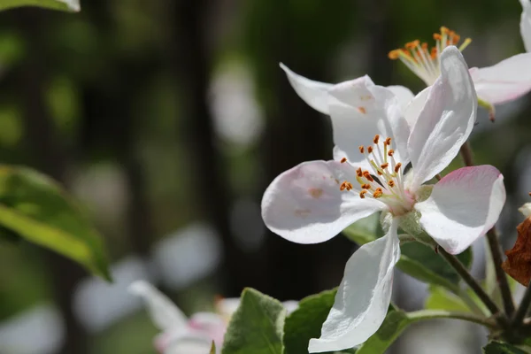 Jablečný květ — Stock fotografie