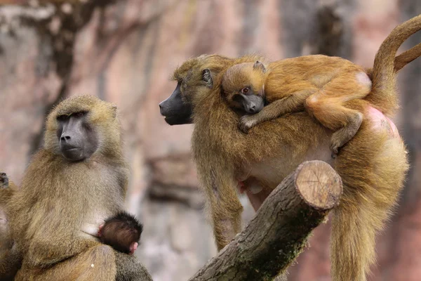 Guinee baviaan familie — Stockfoto