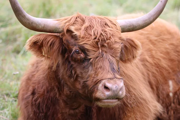 Scottish Highland Cattle — Stock Photo, Image