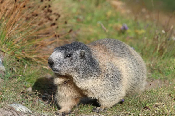 Alpine Marmot (Marmota marmota) — Stock Photo, Image