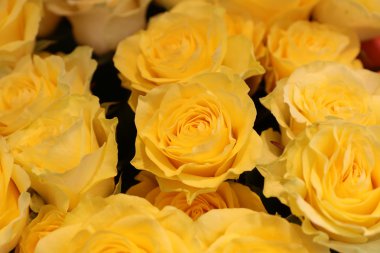 Sarı gül gülümsemek