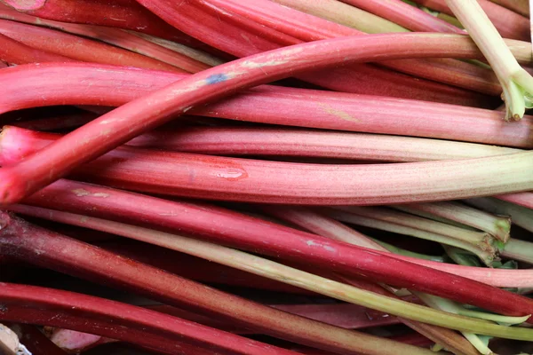 Rhubarbe biologique fraîche — Photo