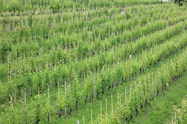 Viñedo en Barolo — Foto de Stock