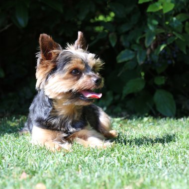 Şirin Yorkshire Teriyeri