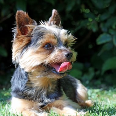 Şirin Yorkshire Teriyeri